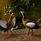 Nilgänse im Gespräch