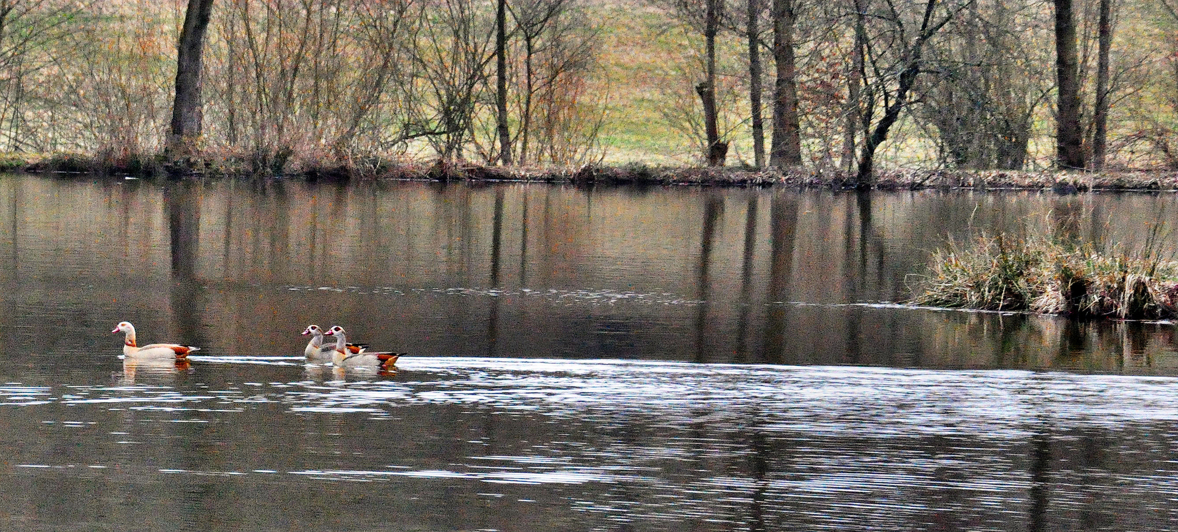 Nilgänse im Kahlgrund