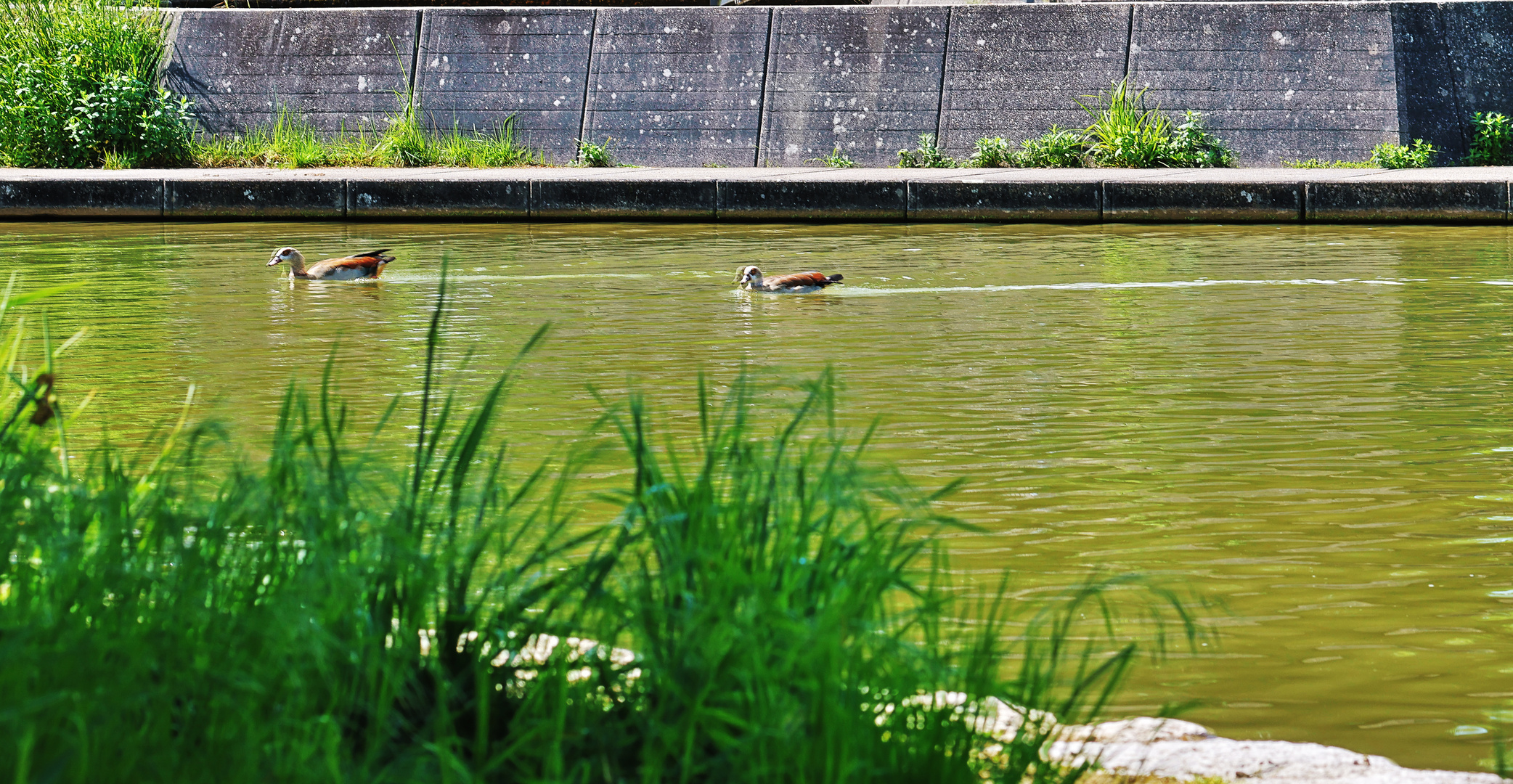 Nilgänse im Kursee