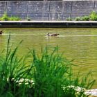 Nilgänse im Kursee