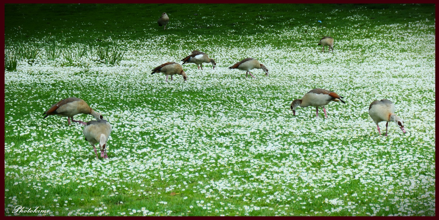 Nilgänse im Meer von Gänseblümchen 