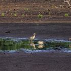 Nilgänse im Moor