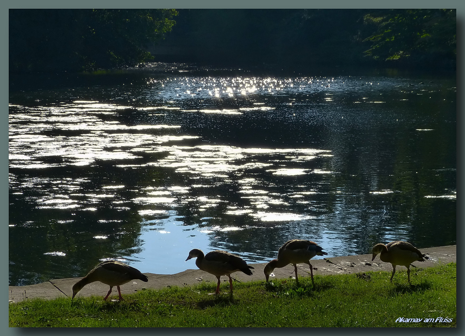 Nilgänse im Morgenlicht-Parksee Holzminden