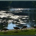 Nilgänse im Morgenlicht-Parksee Holzminden