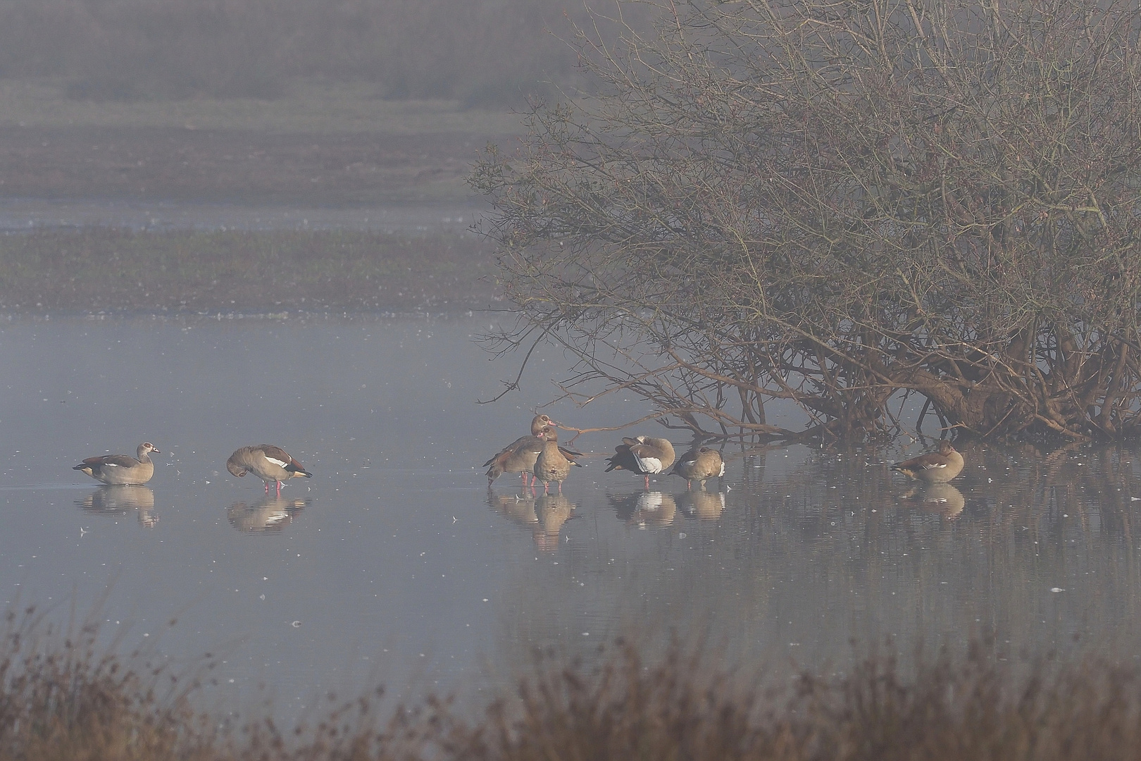 Nilgänse im Morgennebel