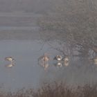 Nilgänse im Morgennebel