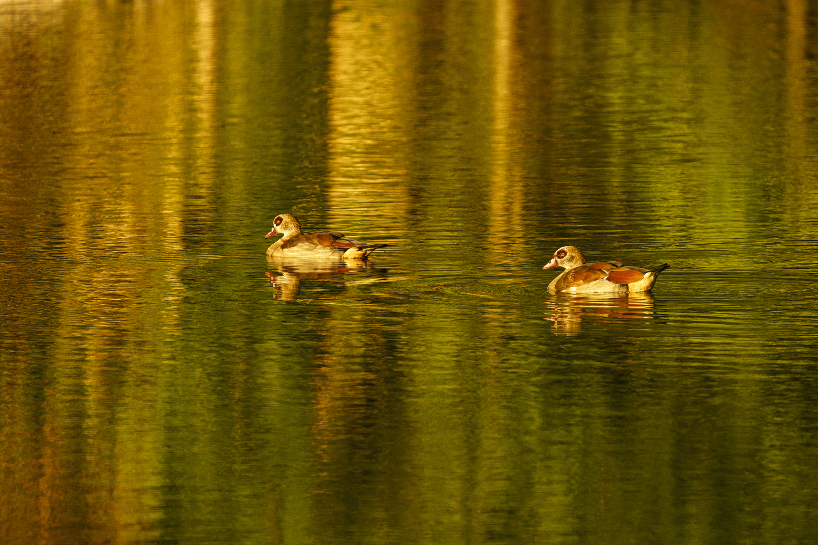 Nilgänse im NSG Bislicher Insel, 2020.07.29.