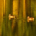 Nilgänse im NSG Bislicher Insel, 2020.07.29.