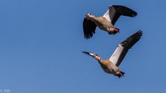 "Nilgänse im Paarflug 2023"