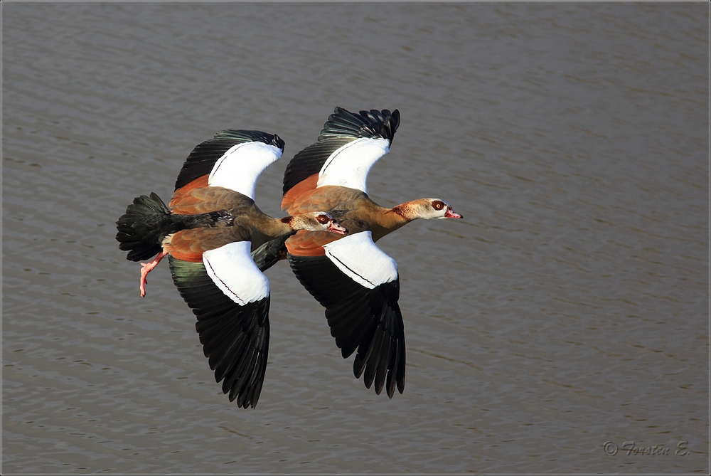 Nilgänse im Paarflug