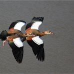 Nilgänse im Paarflug