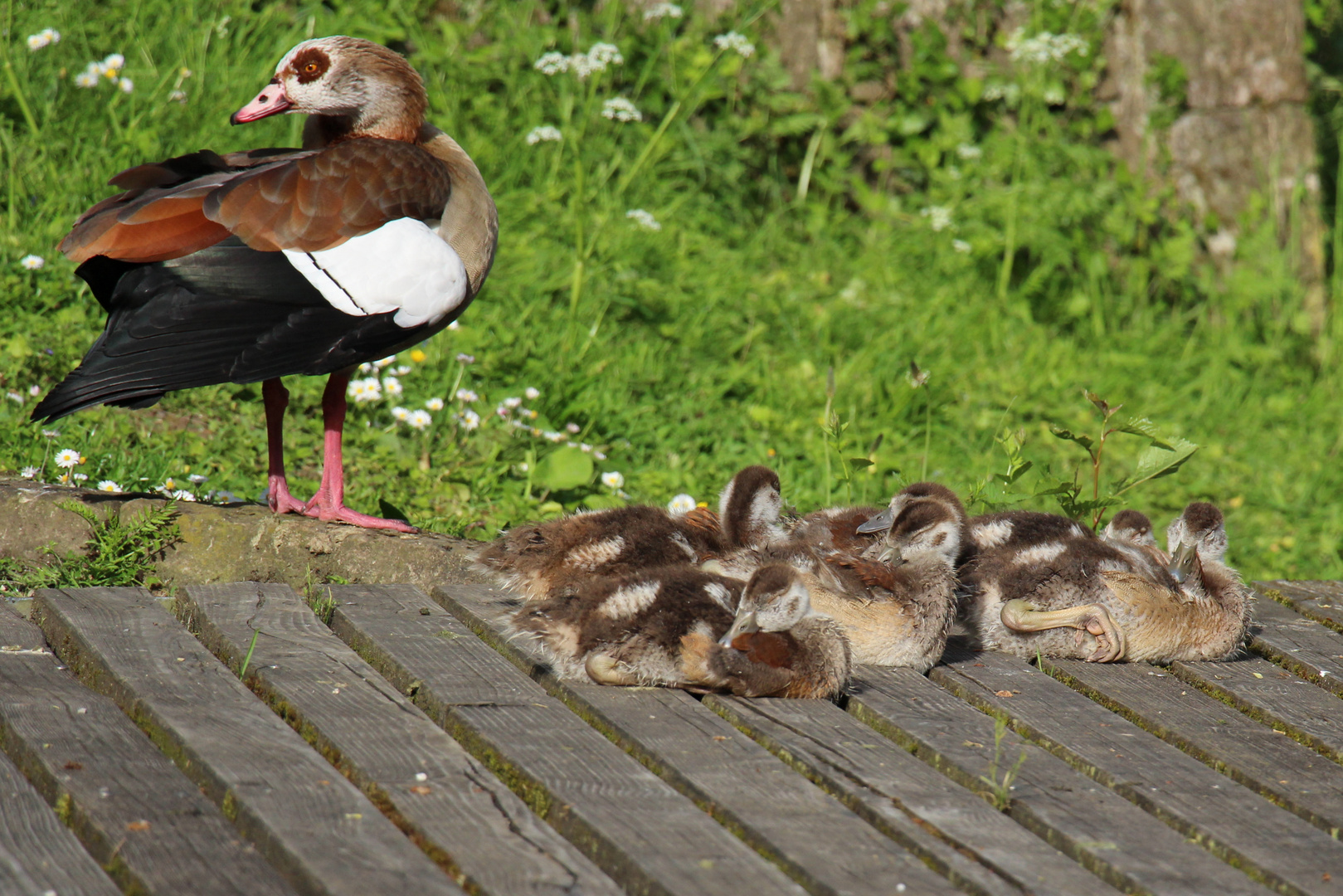 Nilgänse im Pfühlpark