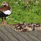 Nilgänse im Pfühlpark