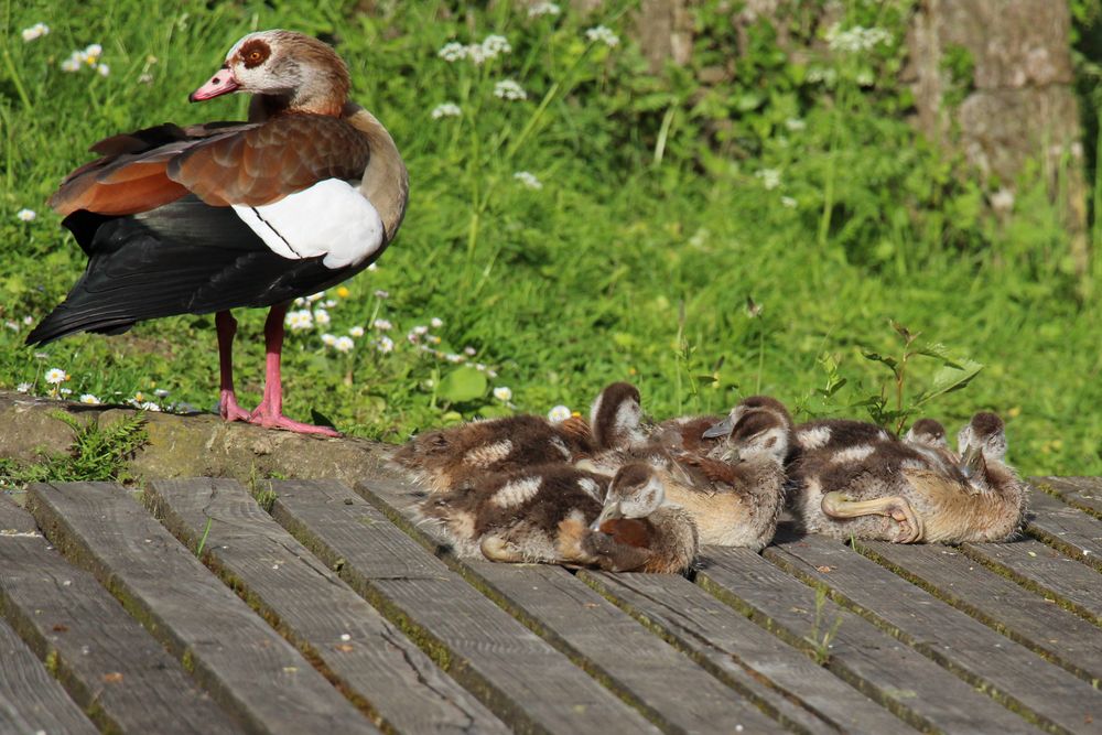 Nilgänse im Pfühlpark