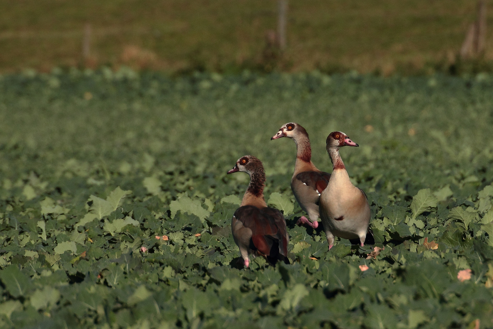 Nilgänse im Rapsfeld