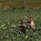 Nilgänse im Rapsfeld