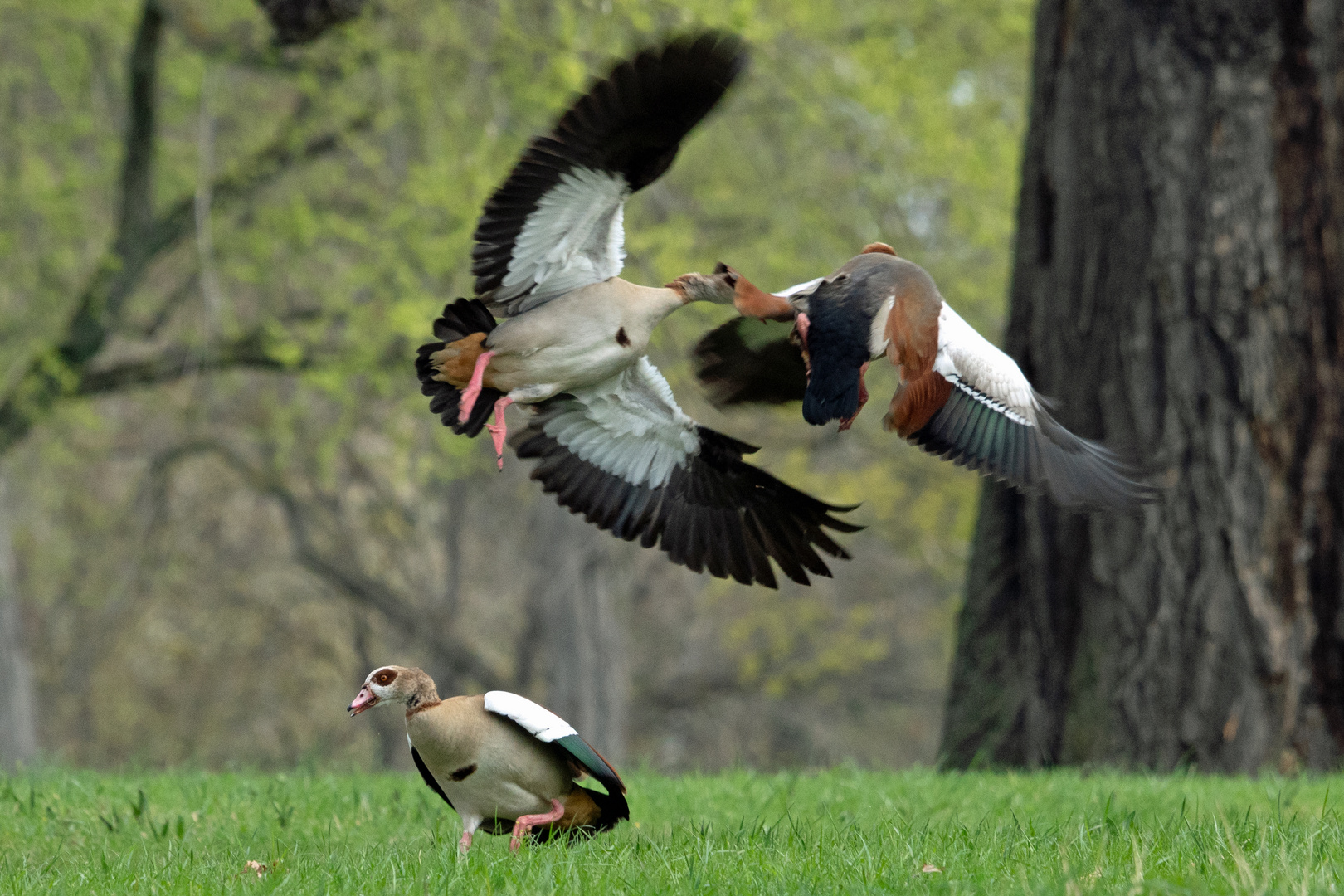 Nilgänse im Revierkampf