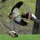 Nilgänse im Revierkampf