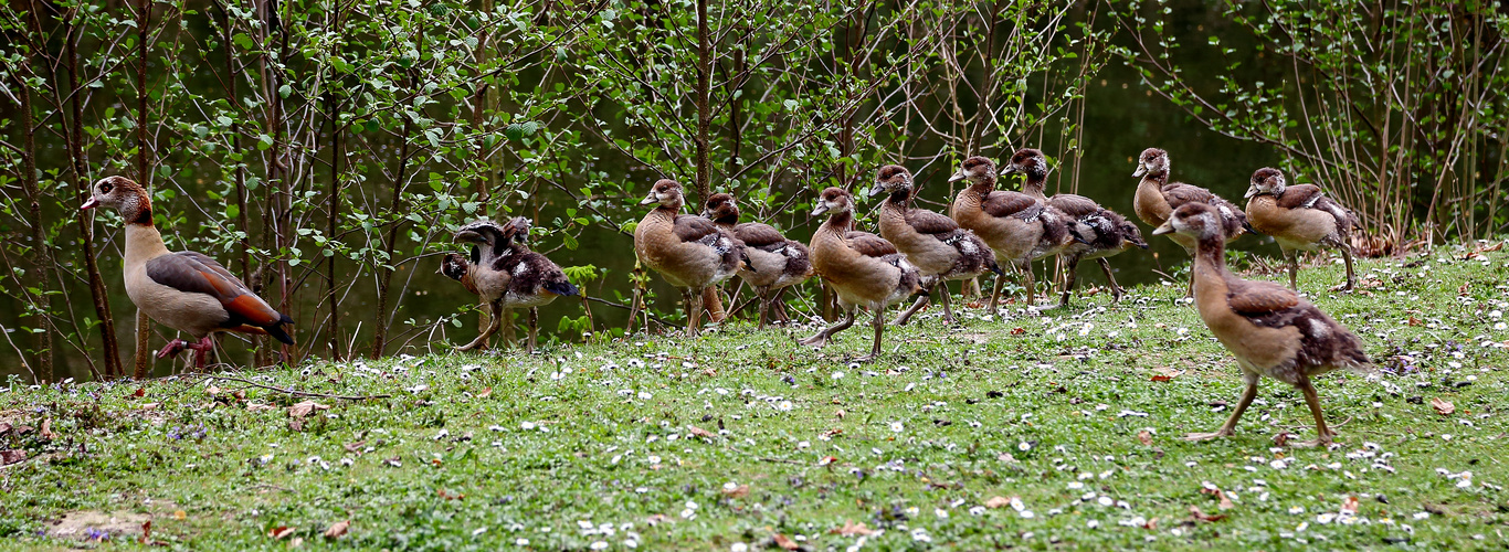 Nilgänse im Rombergpark