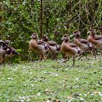 Nilgänse im Rombergpark