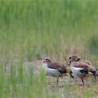 Nilgänse im Schilf