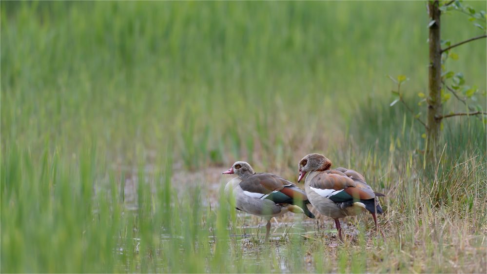 Nilgänse im Schilf