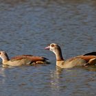 Nilgänse im Schlosspark