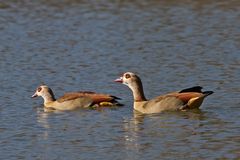 Nilgänse im Schlosspark