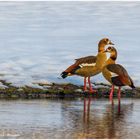 Nilgänse im Schnee