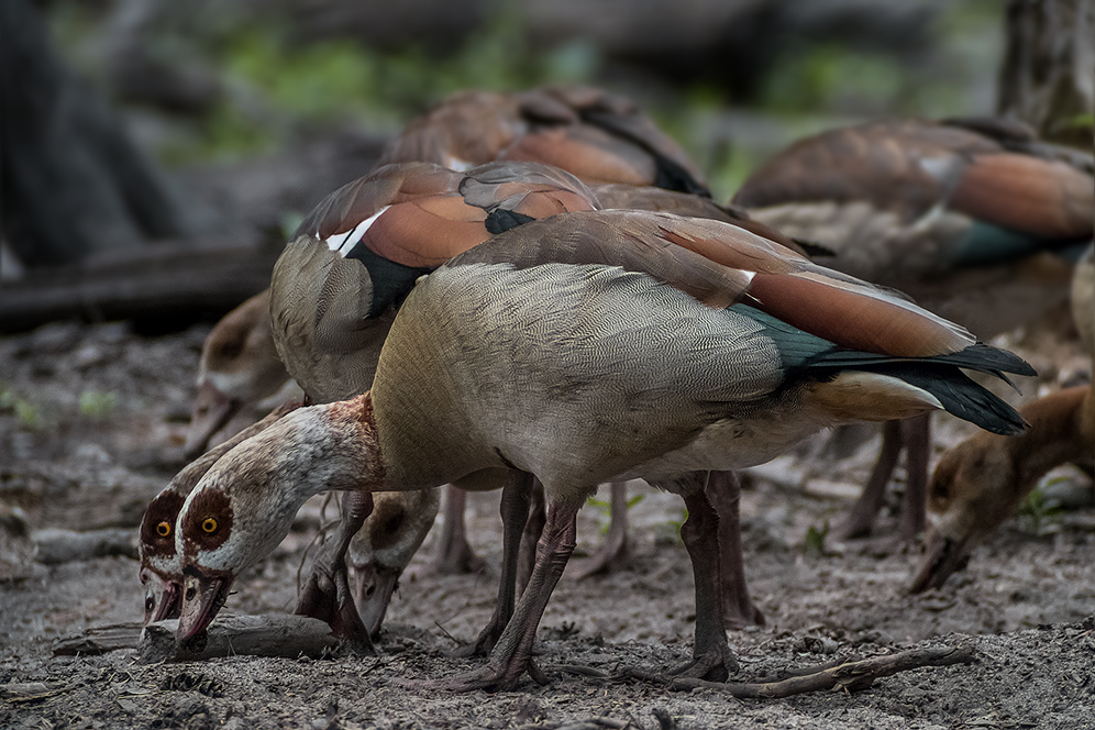 NILGÄNSE im Schweinegehege