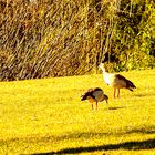 Nilgänse im Sole-Aktiv-Park