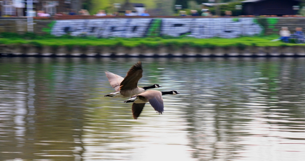 Nilgänse im Tiefflug