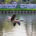 Nilgänse im Tiefflug