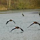 Nilgänse im Tiefflug über den See