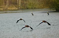 Nilgänse im Tiefflug über den See