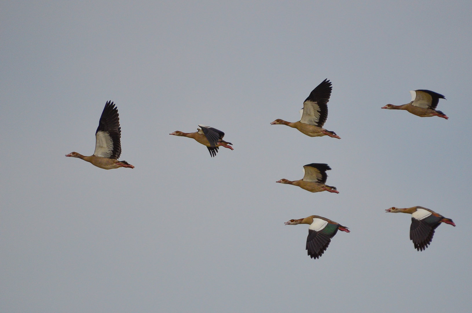 Nilgänse im Überflug