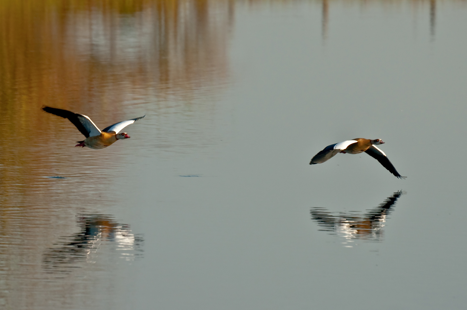 Nilgänse im Überflug