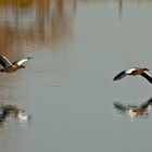 Nilgänse im Überflug