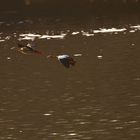 Nilgänse im Vorbeiflug