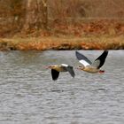 Nilgänse im Vorbeiflug