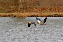 Nilgänse im Vorbeiflug