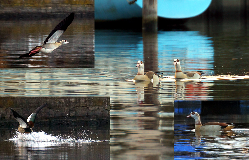 Nilgänse in Berlin Wildlife