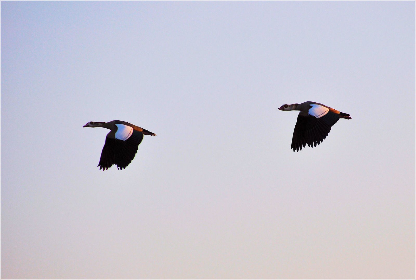 Nilgänse in der Rhön..