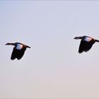 Nilgänse in der Rhön..