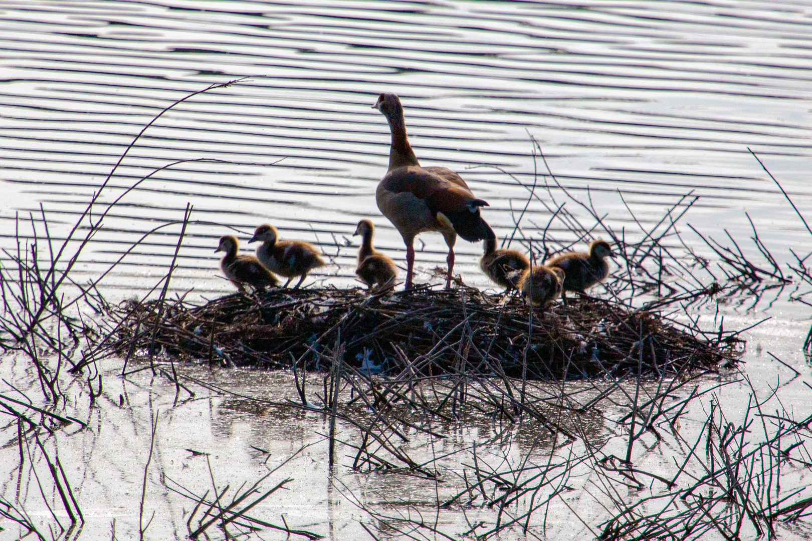 Nilgänse in der Wagbachniederung