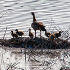 Nilgänse in der Wagbachniederung