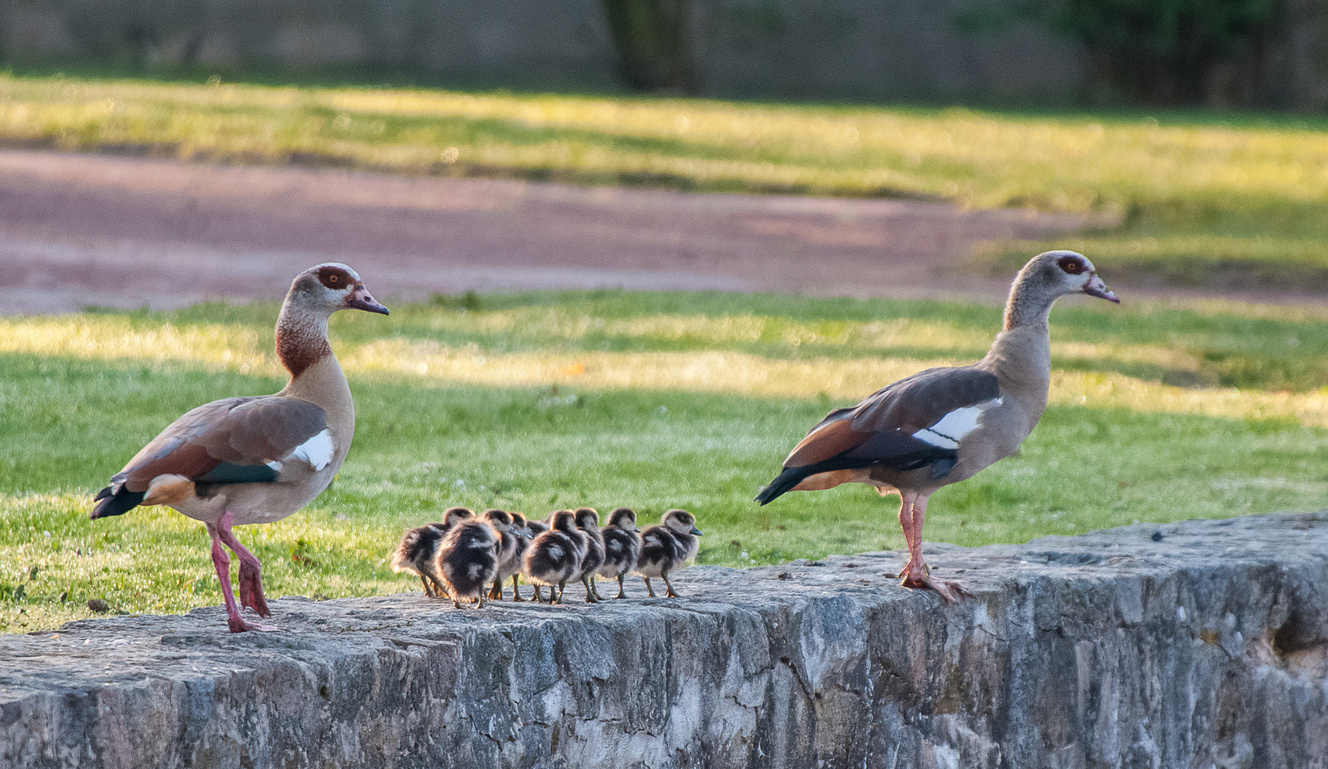 Nilgänse in Familie