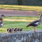 Nilgänse in Familie