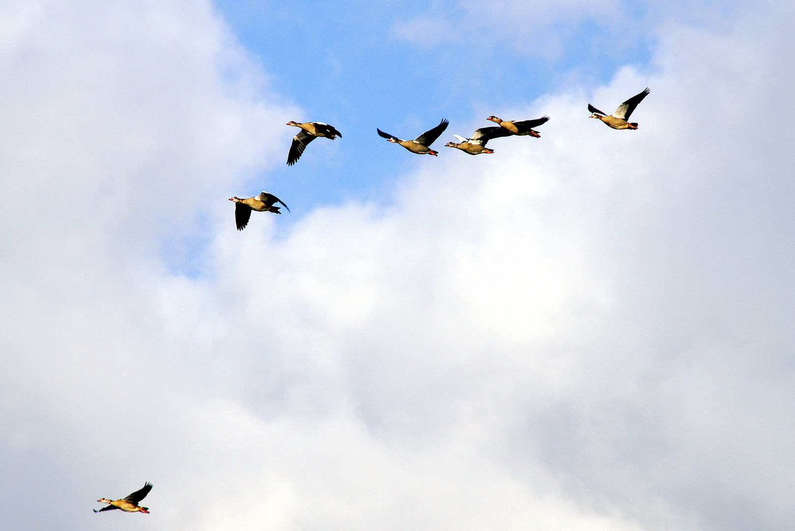 Nilgänse in Formation