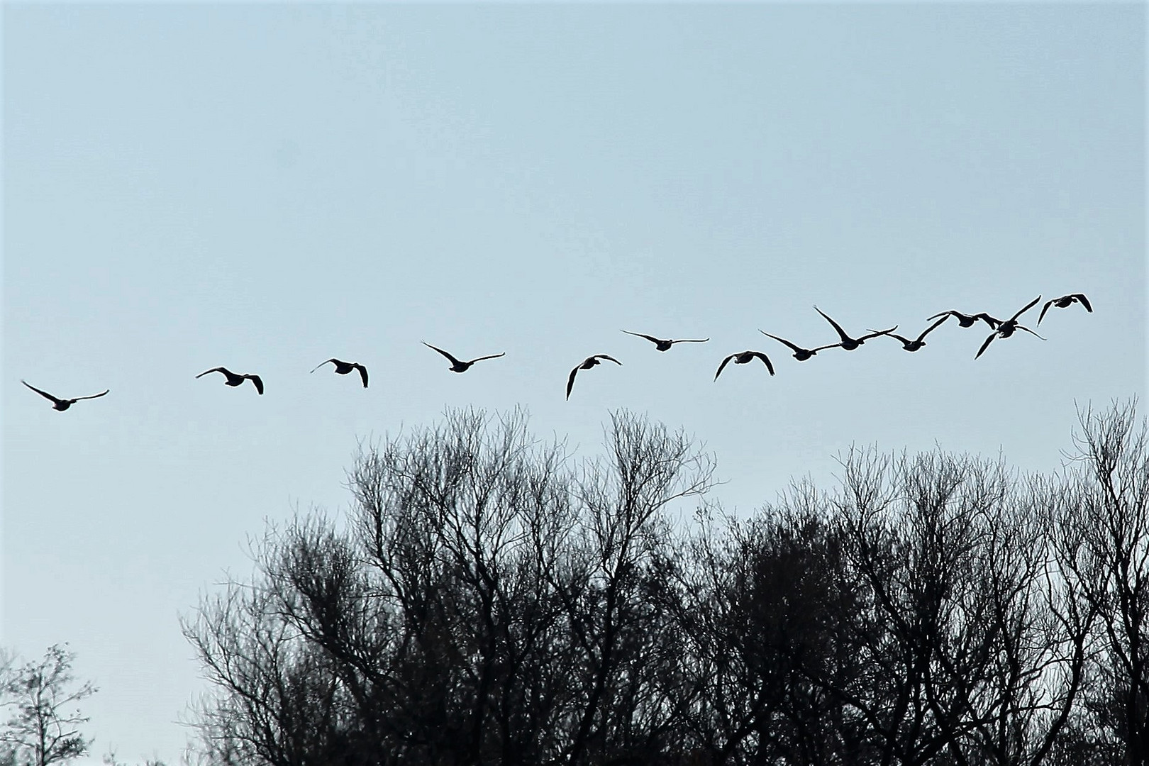 Nilgänse in Formation...